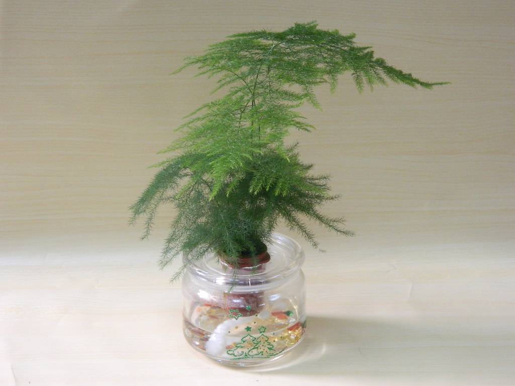 文竹人口_文竹盆景图片(3)