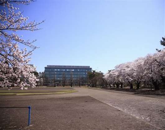 宫崎国际大学