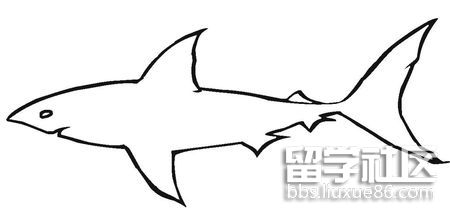 儿童简笔画鲨鱼图片