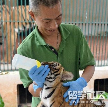 事隔十五年,华南虎在广州动物园降生
