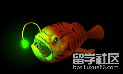 灯笼鱼发光器官图片