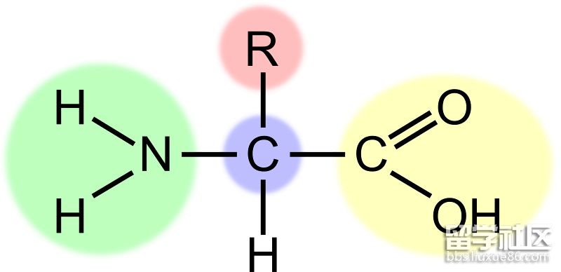 氨基酸的功效和作用