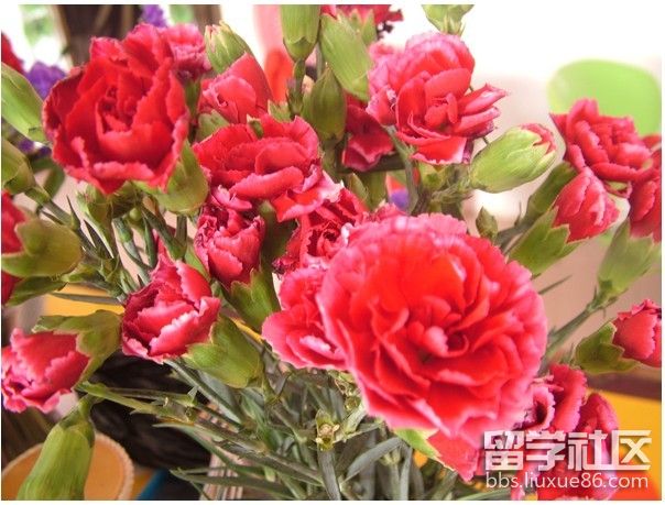 康乃馨的花语怎么说(康乃馨的花语怎么说的)