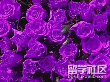 紫玫瑰的花语是什么(紫玫瑰的花语是什么?)