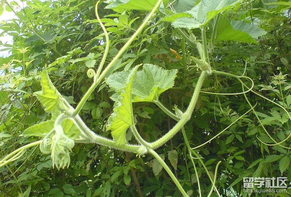 神奇的南瓜藤!